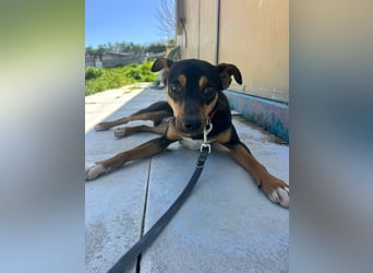 Zuckersüßer Donut - sensibler kleiner Herzenshund sucht sein Glück