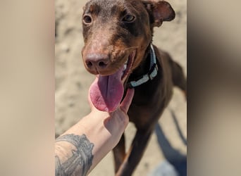 Jazmín  - lebensfroh, anhänglich und voller Hoffnung