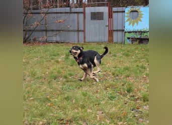 Erwin, Pinschermix, geb. 2022, such geduldiges Zuhause