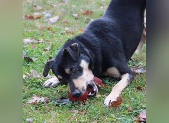 Erwin, Pinschermix, geb. 2022, such geduldiges Zuhause