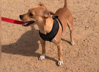 Wilde - ein Mischung aus Knutschkugel und Wirbelwind