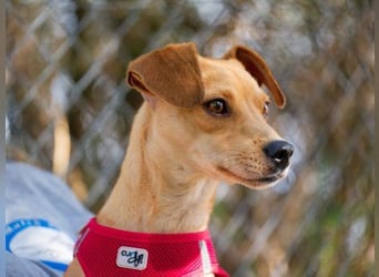 Wilde - ein Mischung aus Knutschkugel und Wirbelwind