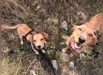 Wilde - ein Mischung aus Knutschkugel und Wirbelwind