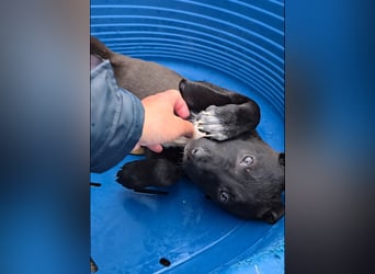 Lanara: wer spielt und kuschelt mit mir?