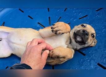 Ludmilla: 1000 Streichelhände gesucht