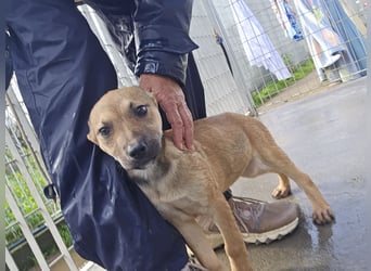 Ludmilla: 1000 Streichelhände gesucht