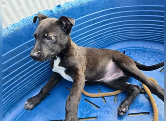 Lanara: wer spielt und kuschelt mit mir?