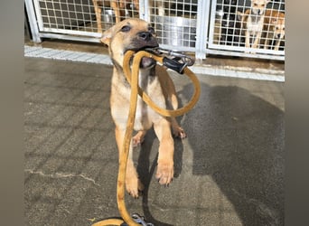 Ludmilla: 1000 Streichelhände gesucht