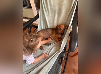 Update:  Kinderlieber Kastor in RLP, sucht ab sofort ein Zuhause