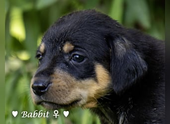 Die B-Welpen suchen ein Zuhause
