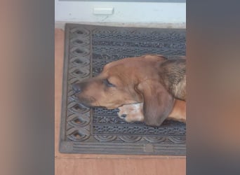 Update:  Kinderlieber Kastor in RLP, sucht ab sofort ein Zuhause