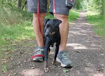 süße Pinscher-Mix Hündin "Ema" sucht ein Zuhause