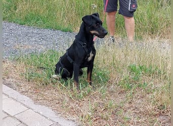 süße Pinscher-Mix Hündin "Ema" sucht ein Zuhause