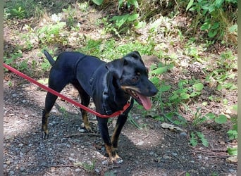 süße Pinscher-Mix Hündin "Ema" sucht ein Zuhause