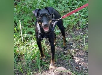 süße Pinscher-Mix Hündin "Ema" sucht ein Zuhause