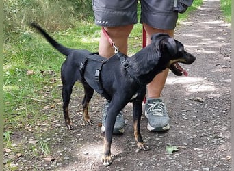 süße Pinscher-Mix Hündin "Ema" sucht ein Zuhause