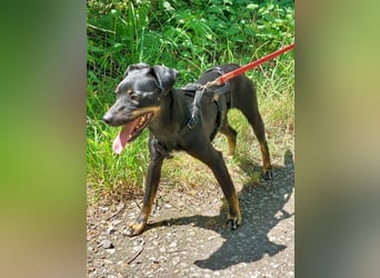 süße Pinscher-Mix Hündin "Ema" sucht ein Zuhause