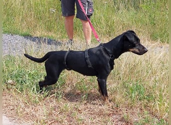süße Pinscher-Mix Hündin "Ema" sucht ein Zuhause