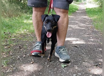 süße Pinscher-Mix Hündin "Ema" sucht ein Zuhause