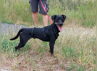 süße Pinscher-Mix Hündin "Ema" sucht ein Zuhause