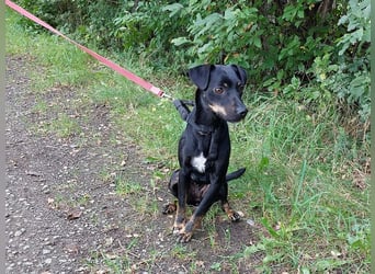 süße Pinscher-Mix Hündin "Ema" sucht ein Zuhause