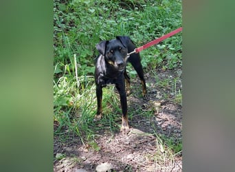 süße Pinscher-Mix Hündin "Ema" sucht ein Zuhause