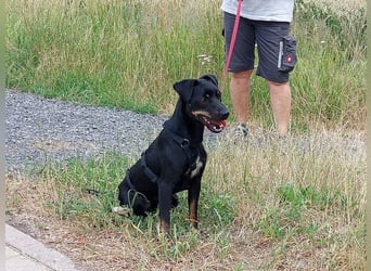 süße Pinscher-Mix Hündin "Ema" sucht ein Zuhause