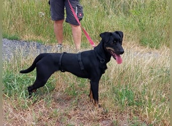 süße Pinscher-Mix Hündin "Ema" sucht ein Zuhause