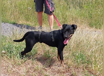 süße Pinscher-Mix Hündin "Ema" sucht ein Zuhause
