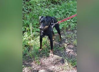 süße Pinscher-Mix Hündin "Ema" sucht ein Zuhause