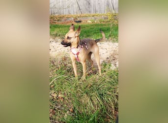 KIKA das fröhliche Hundemädchen