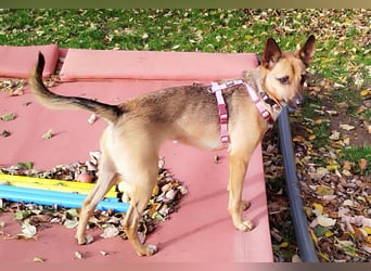 KIKA das fröhliche Hundemädchen