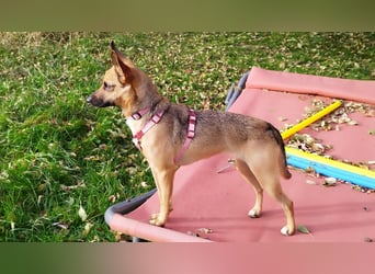 KIKA das fröhliche Hundemädchen