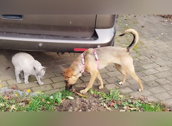 KIKA das fröhliche Hundemädchen