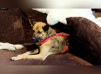 KIKA das fröhliche Hundemädchen