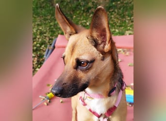 KIKA das fröhliche Hundemädchen