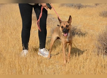 KIKA das fröhliche Hundemädchen