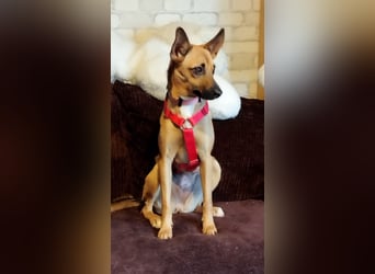 KIKA das fröhliche Hundemädchen