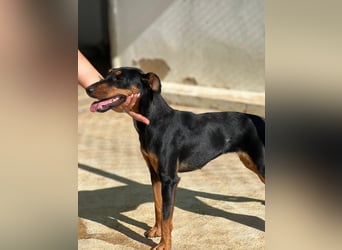 wunderschöne und aktive Pinscher-Mix-Junghündin