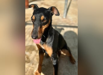 wunderschöne und aktive Pinscher-Mix-Junghündin