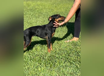 wunderschöne und aktive Pinscher-Mix-Junghündin