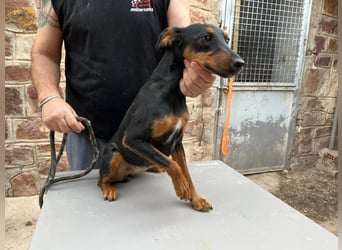 wunderschöne und aktive Pinscher-Mix-Junghündin