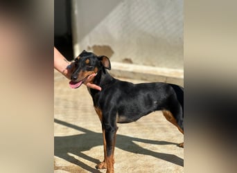 wunderschöne und aktive Pinscher-Mix-Junghündin