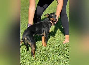 wunderschöne und aktive Pinscher-Mix-Junghündin