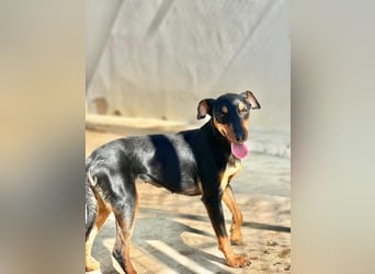 wunderschöne und aktive Pinscher-Mix-Junghündin