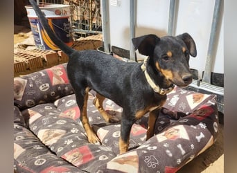 ANGELITA-liebe, hübsche kleine Hundeprinzessin sucht ihr liebevolles "Für-immer-Zuhause"