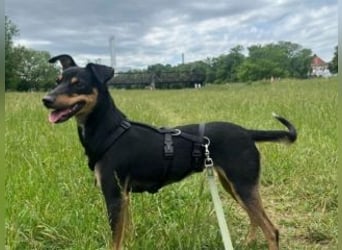 ANGELITA(COCO)-liebe, hübsche kleine Hundeprinzessin sucht ihr liebevolles "Für-immer-Zuhause"