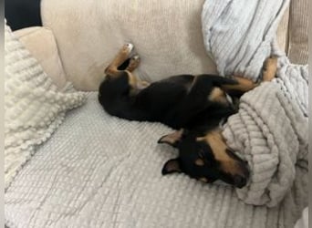 ANGELITA(COCO)-liebe, hübsche kleine Hundeprinzessin sucht ihr liebevolles "Für-immer-Zuhause"