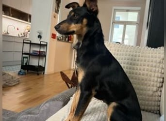 ANGELITA(COCO)-liebe, hübsche kleine Hundeprinzessin sucht ihr liebevolles "Für-immer-Zuhause"