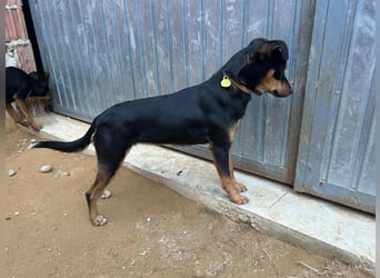 ANGELITA-liebe, hübsche kleine Hundeprinzessin sucht ihr liebevolles "Für-immer-Zuhause"